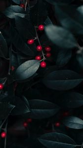 Preview wallpaper berries, leaves, branches, macro