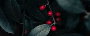 Preview wallpaper berries, leaves, branches, macro