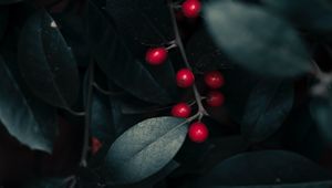 Preview wallpaper berries, leaves, branches, macro