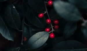 Preview wallpaper berries, leaves, branches, macro