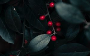 Preview wallpaper berries, leaves, branches, macro