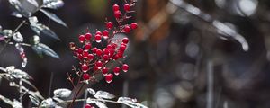 Preview wallpaper berries, leaves, branches, drops, macro