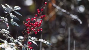 Preview wallpaper berries, leaves, branches, drops, macro