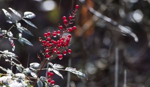 Preview wallpaper berries, leaves, branches, drops, macro