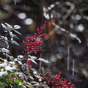 Preview wallpaper berries, leaves, branches, drops, macro