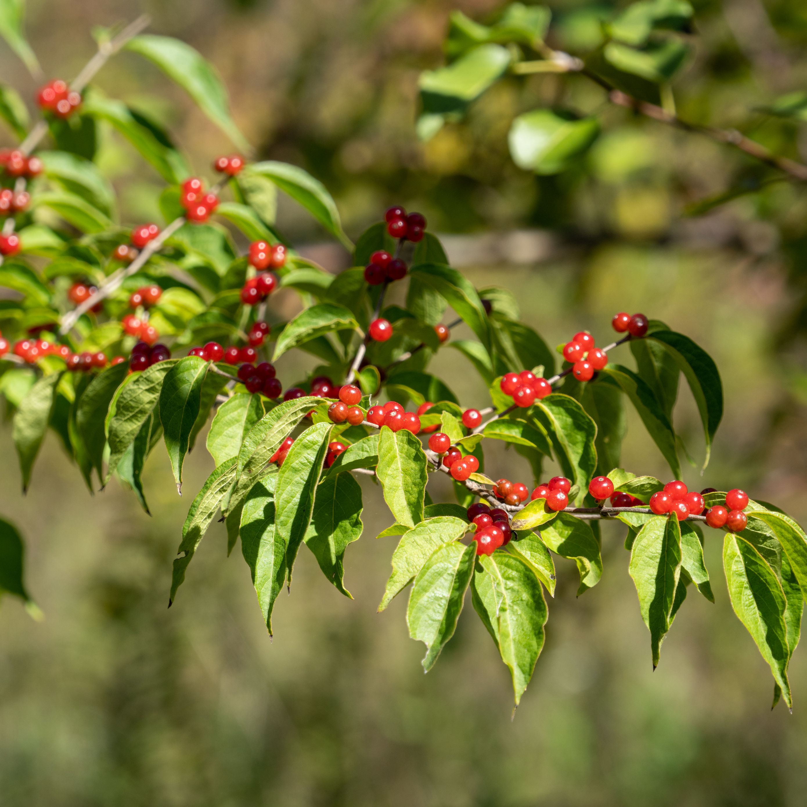 Berries leaves. Кизильник bullatus. Красная продолговатая ягода. Ягоды с листьями.