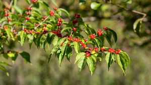 Preview wallpaper berries, leaves, branches, macro, green