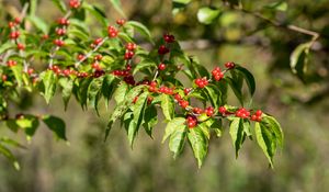 Preview wallpaper berries, leaves, branches, macro, green