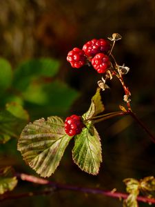 Preview wallpaper berries, leaves, branches, red, macro