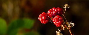 Preview wallpaper berries, leaves, branches, red, macro
