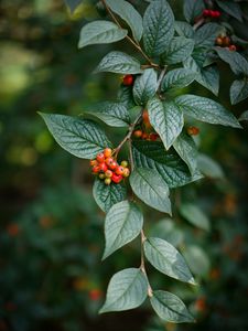 Preview wallpaper berries, leaves, branches, macro, green, blur