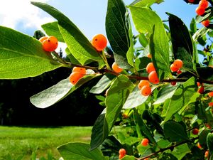 Preview wallpaper berries, leaves, delicious