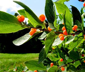 Preview wallpaper berries, leaves, delicious