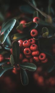 Preview wallpaper berries, leaves, macro, bunch