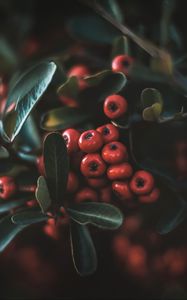 Preview wallpaper berries, leaves, macro, bunch