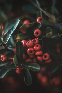 Preview wallpaper berries, leaves, macro, bunch