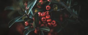Preview wallpaper berries, leaves, macro, bunch