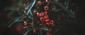 Preview wallpaper berries, leaves, macro, bunch