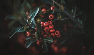 Preview wallpaper berries, leaves, macro, bunch