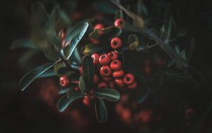 Preview wallpaper berries, leaves, macro, bunch