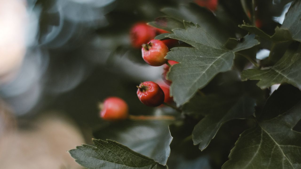 Wallpaper berries, leaves, macro, branch