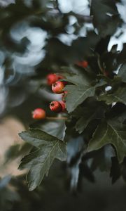 Preview wallpaper berries, leaves, macro, branch