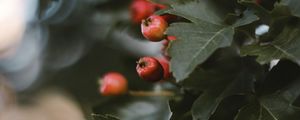 Preview wallpaper berries, leaves, macro, branch