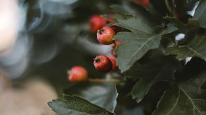 Preview wallpaper berries, leaves, macro, branch