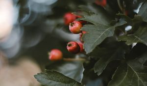 Preview wallpaper berries, leaves, macro, branch