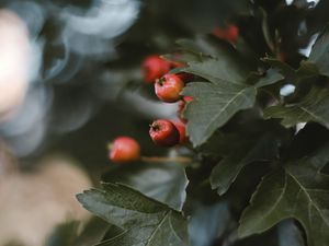 Preview wallpaper berries, leaves, macro, branch