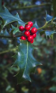 Preview wallpaper berries, leaves, plant, macro, red