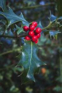 Preview wallpaper berries, leaves, plant, macro, red