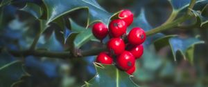 Preview wallpaper berries, leaves, plant, macro, red