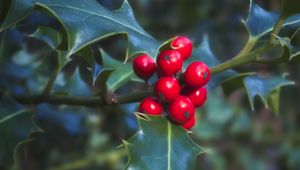 Preview wallpaper berries, leaves, plant, macro, red