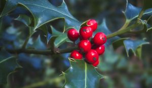 Preview wallpaper berries, leaves, plant, macro, red