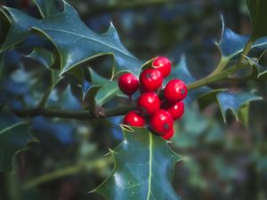 Preview wallpaper berries, leaves, plant, macro, red