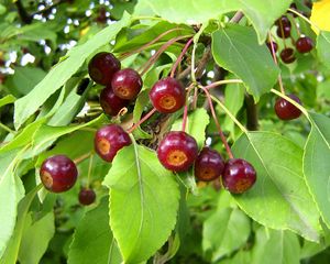 Preview wallpaper berries, leaves, useful