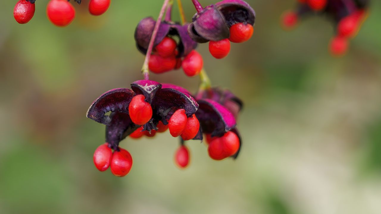 Wallpaper berries, macro, blur, red