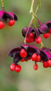 Preview wallpaper berries, macro, blur, red