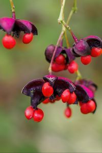 Preview wallpaper berries, macro, blur, red