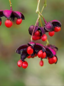 Preview wallpaper berries, macro, blur, red