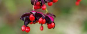 Preview wallpaper berries, macro, blur, red