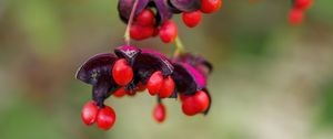 Preview wallpaper berries, macro, blur, red