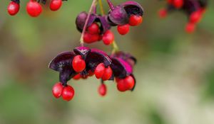 Preview wallpaper berries, macro, blur, red