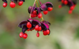 Preview wallpaper berries, macro, blur, red