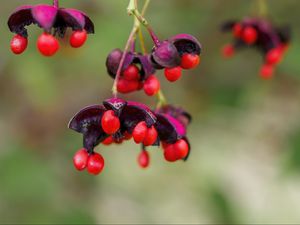 Preview wallpaper berries, macro, blur, red