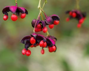 Preview wallpaper berries, macro, blur, red