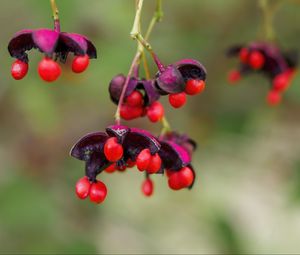 Preview wallpaper berries, macro, blur, red