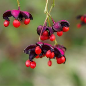Preview wallpaper berries, macro, blur, red