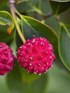 Preview wallpaper berries, macro, leaves, pink